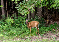 Lake Mohawk Wildlife