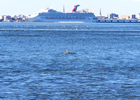 dolphin