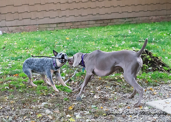 diesel and raider tug