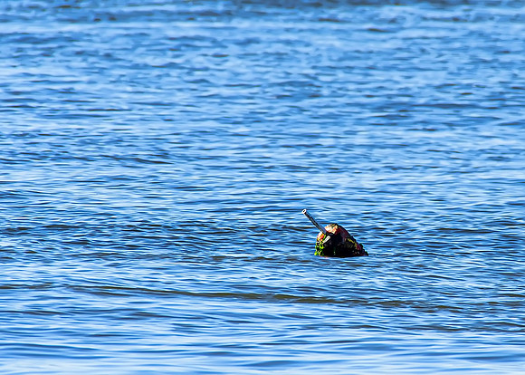 crabby paddy in the making