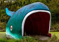 Willy the Whale
